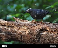 Image result for Zoothera sibirica