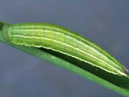 Attēlu rezultāti vaicājumam “Coenonympha arcania underside”