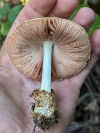 Attēlu rezultāti vaicājumam “Volvariella bombycina”