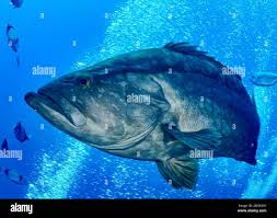 Image result for Mycteroperca rubra