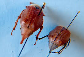 Attēlu rezultāti vaicājumam “Melolontha melolontha”