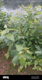 Attēlu rezultāti vaicājumam “Populus x berolinensis”