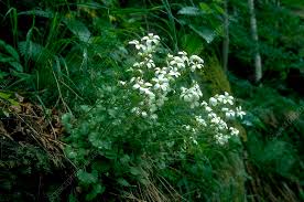 Attēlu rezultāti vaicājumam “Saxifraga granulata”
