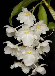 Attēlu rezultāti vaicājumam “Diderma montanum var. album stalked”