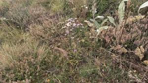 Attēlu rezultāti vaicājumam “Erigeron acris”
