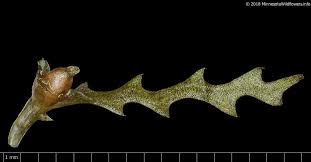 Attēlu rezultāti vaicājumam “Najas marina leaf”