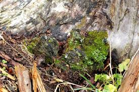 Attēlu rezultāti vaicājumam “Lophozia longidens”