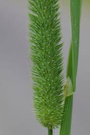 Attēlu rezultāti vaicājumam “Phleum pratense”