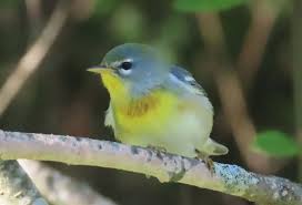 Image result for Parula americana