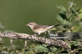 Attēlu rezultāti vaicājumam “Sylvia borin”