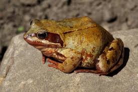 Attēlu rezultāti vaicājumam “Rana temporaria”