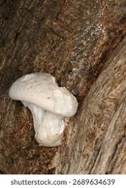 Attēlu rezultāti vaicājumam “Reticularia lycoperdon”