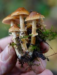 Attēlu rezultāti vaicājumam “Mycoacia fuscoatra”