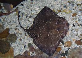 Image result for Raja clavata