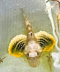 Image result for Dactylopterus volitans