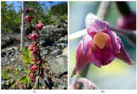 Attēlu rezultāti vaicājumam “Epipactis atrorubens fruit”