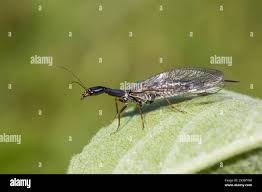 Attēlu rezultāti vaicājumam “Raphidioptera imago”