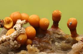 Attēlu rezultāti vaicājumam “Hemitrichia lutescens sessile”