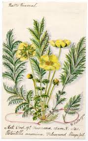 Image result for Potentilla tormentilla