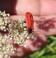 Attēlu rezultāti vaicājumam “Lygistopterus sanguineus larva”