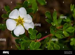 Attēlu rezultāti vaicājumam “Potentilla alba”