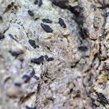 Attēlu rezultāti vaicājumam “Alyxoria varia”