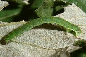 Attēlu rezultāti vaicājumam “Mesoleuca albicillata”