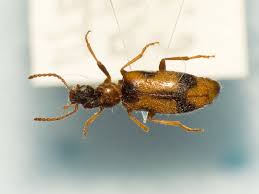 Attēlu rezultāti vaicājumam “Notoxus monoceros”