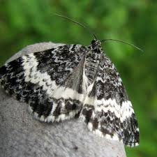 Attēlu rezultāti vaicājumam “Spargania luctuata”