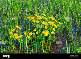Attēlu rezultāti vaicājumam “Caltha palustris flower”