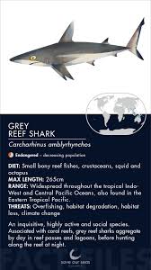 Image result for Carcharhinus amblyrhynchos