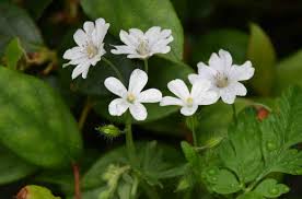Attēlu rezultāti vaicājumam “Geranium pyrenaicum leaf”