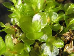 Attēlu rezultāti vaicājumam “Rhizomnium punctatum”