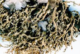 Attēlu rezultāti vaicājumam “Ramalina pollinaria”