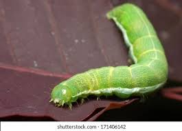 Attēlu rezultāti vaicājumam “Orthosia sp. larva”