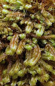 Attēlu rezultāti vaicājumam “Plagiochila asplenioides”