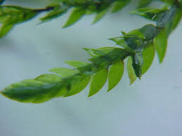 Attēlu rezultāti vaicājumam “Fontinalis antipyretica”