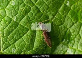 Attēlu rezultāti vaicājumam “Agrypnus murinus”