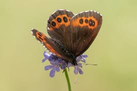 Attēlu rezultāti vaicājumam “Erebia ligea upperside”