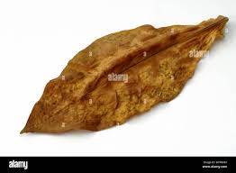 Attēlu rezultāti vaicājumam “Nicotiana tabacum leaf”