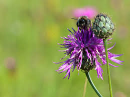 Image result for Flockenblume