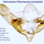 Attēlu rezultāti vaicājumam “Anania stachydalis”