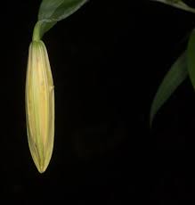 Attēlu rezultāti vaicājumam “Lilium lancifolium bud”