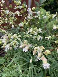 Attēlu rezultāti vaicājumam “Silene borysthenica bud”