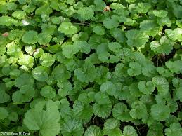 Attēlu rezultāti vaicājumam “Glechoma hederacea leaf”