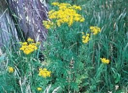 Attēlu rezultāti vaicājumam “Jacobaea vulgaris”