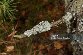 Attēlu rezultāti vaicājumam “Parmelia sulcata”