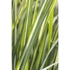 Attēlu rezultāti vaicājumam “Calamagrostis canescens leaf”