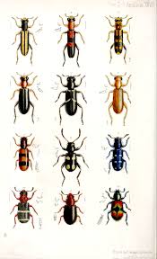 Attēlu rezultāti vaicājumam “Korynetes caeruleus”