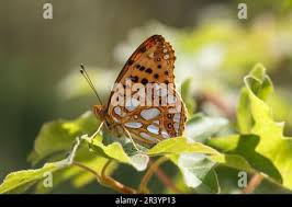 Attēlu rezultāti vaicājumam “Issoria lathonia underside”